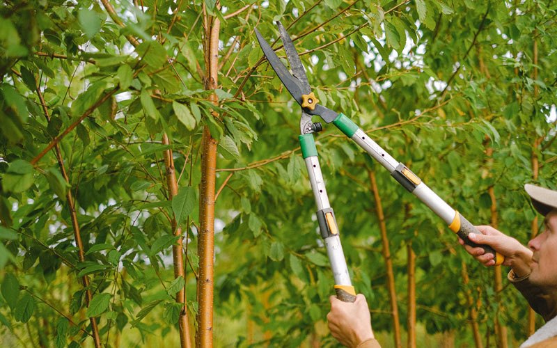 Tree trimming in Apache, OK
