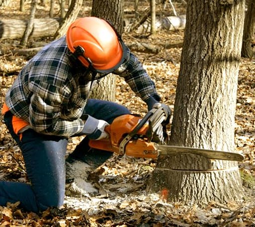 Tree Removal in Apache, OK